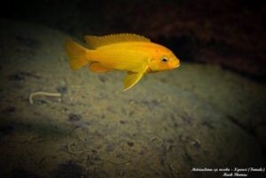 Metriaclima sp. 'msobo'